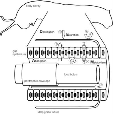 Metabolization and sequestration of plant <mark class="highlighted">specialized metabolites</mark> in insect herbivores: Current and emerging approaches